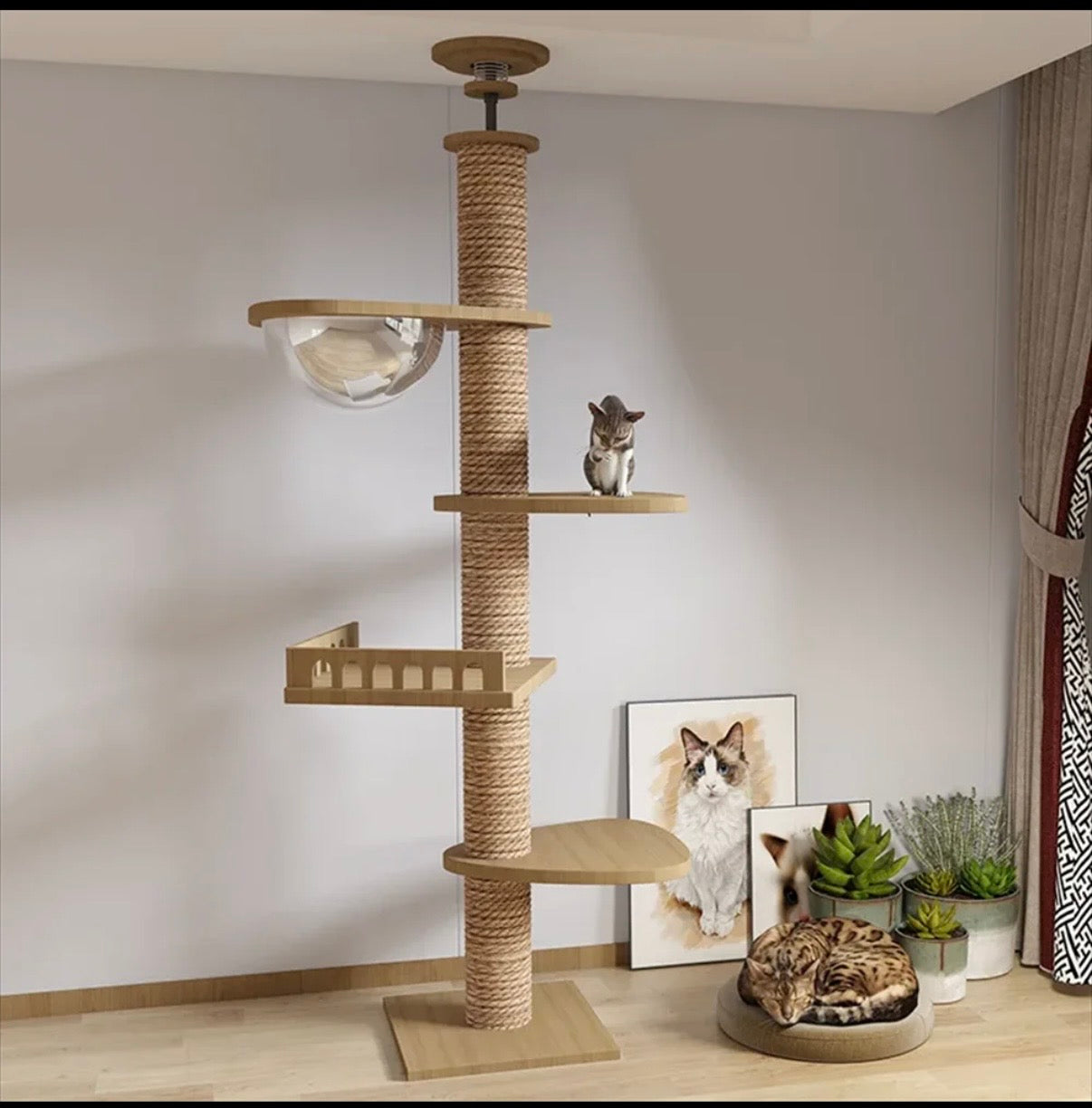 Arbre à chat télescopique du sol au plafond – Tour d’escalade design avec bulle acrylique