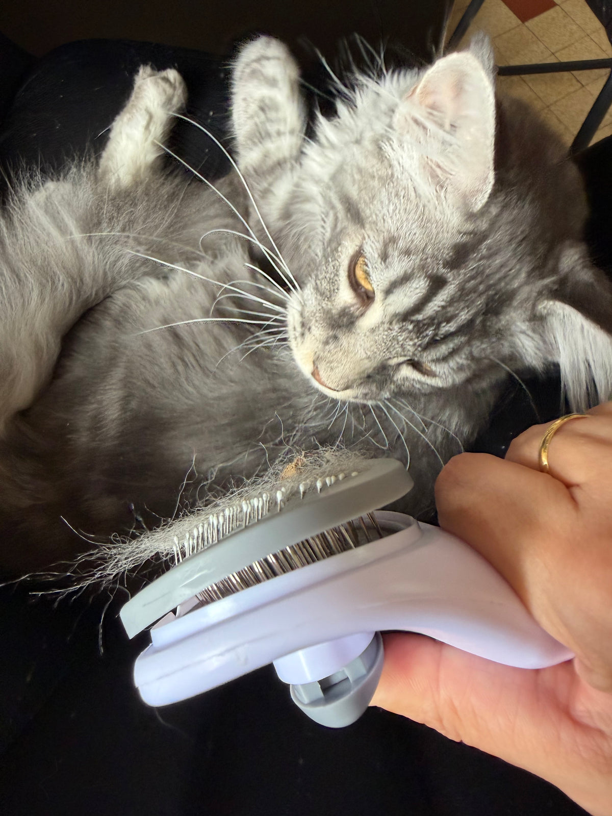 Brosse Autonettoyante pour Chat – Démêler & Éliminer les Poils Facilement