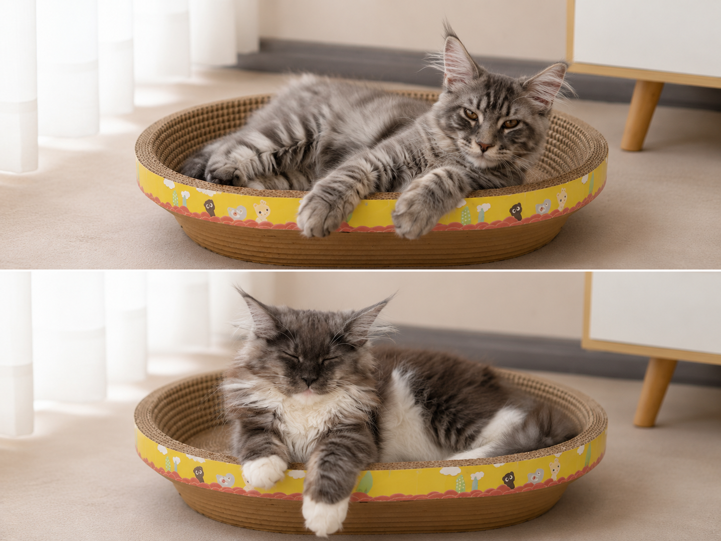 🐾 Griffoir en Carton pour Chat – Planche & Panier Anti-Stress Résistant